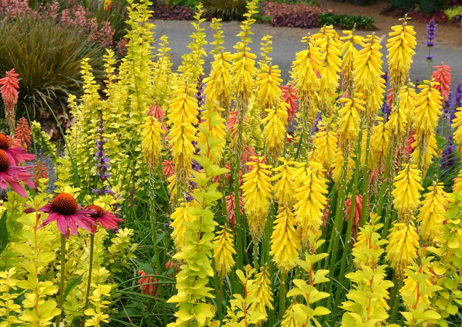Kniphofia 'Lemon Popsicle’ / Gelbe Fackellilie - Tritome
