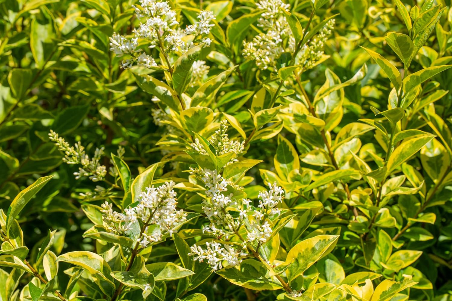 Ligustrum ovalifolium 'Aureum' / Goldliguster