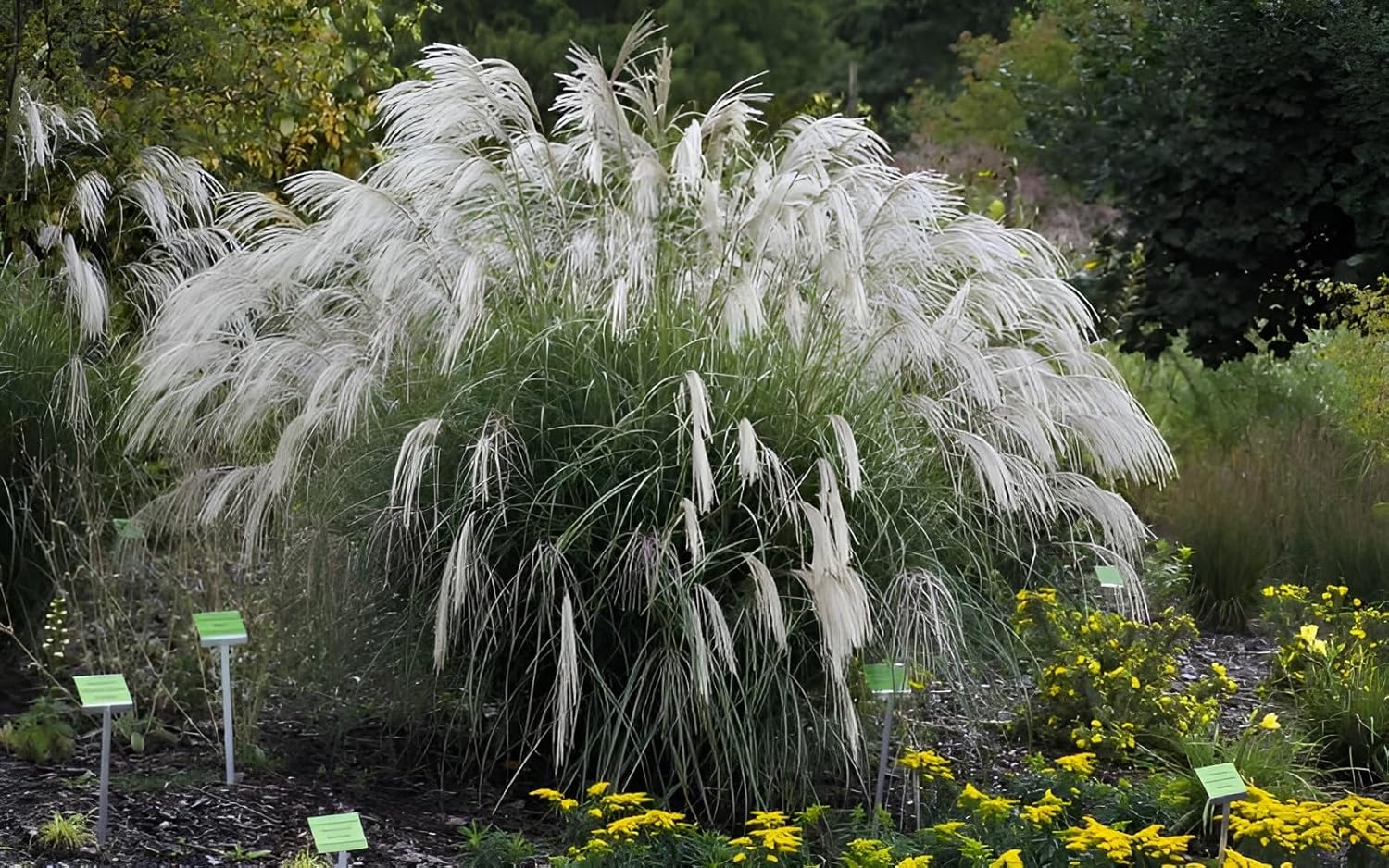 Miscanthus sinensis 'Champagner' / Weißes Chinaschilf