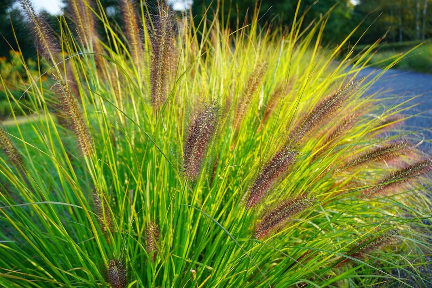 Pennisetum alopecuroides var. viridescens  / Dunkles Lampenputzergras