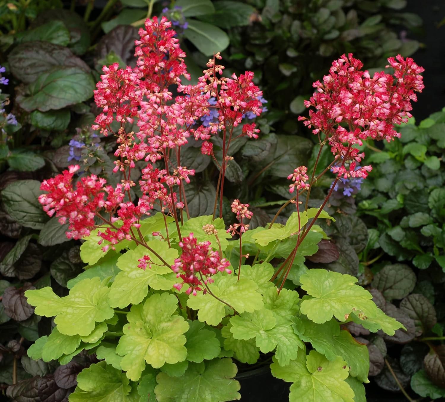 Heuchera Hybride 'Sweet Tart' / Purpurglöckchen