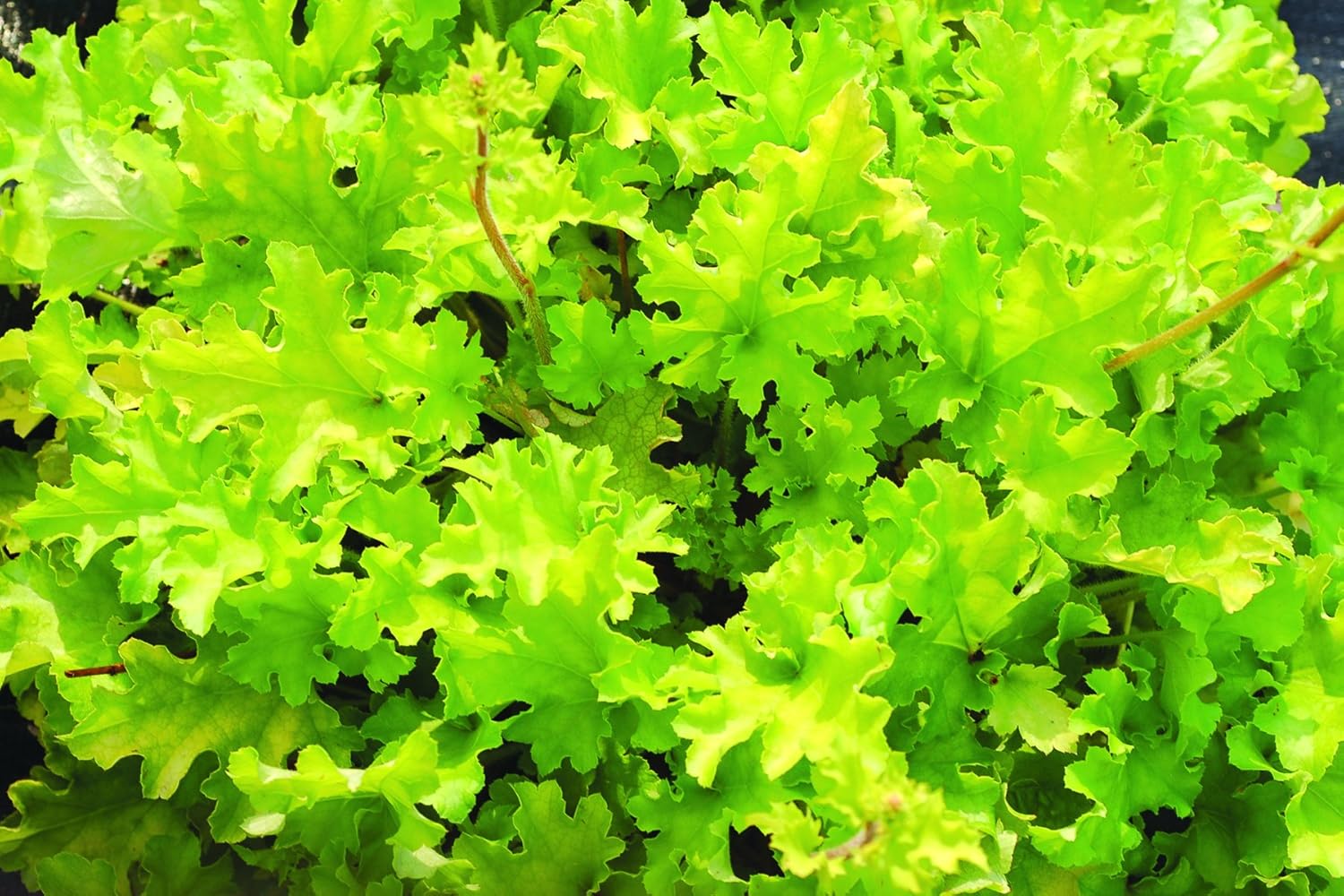 Heuchera Hybride 'Lime Marmalade' / Purpurglöckchen