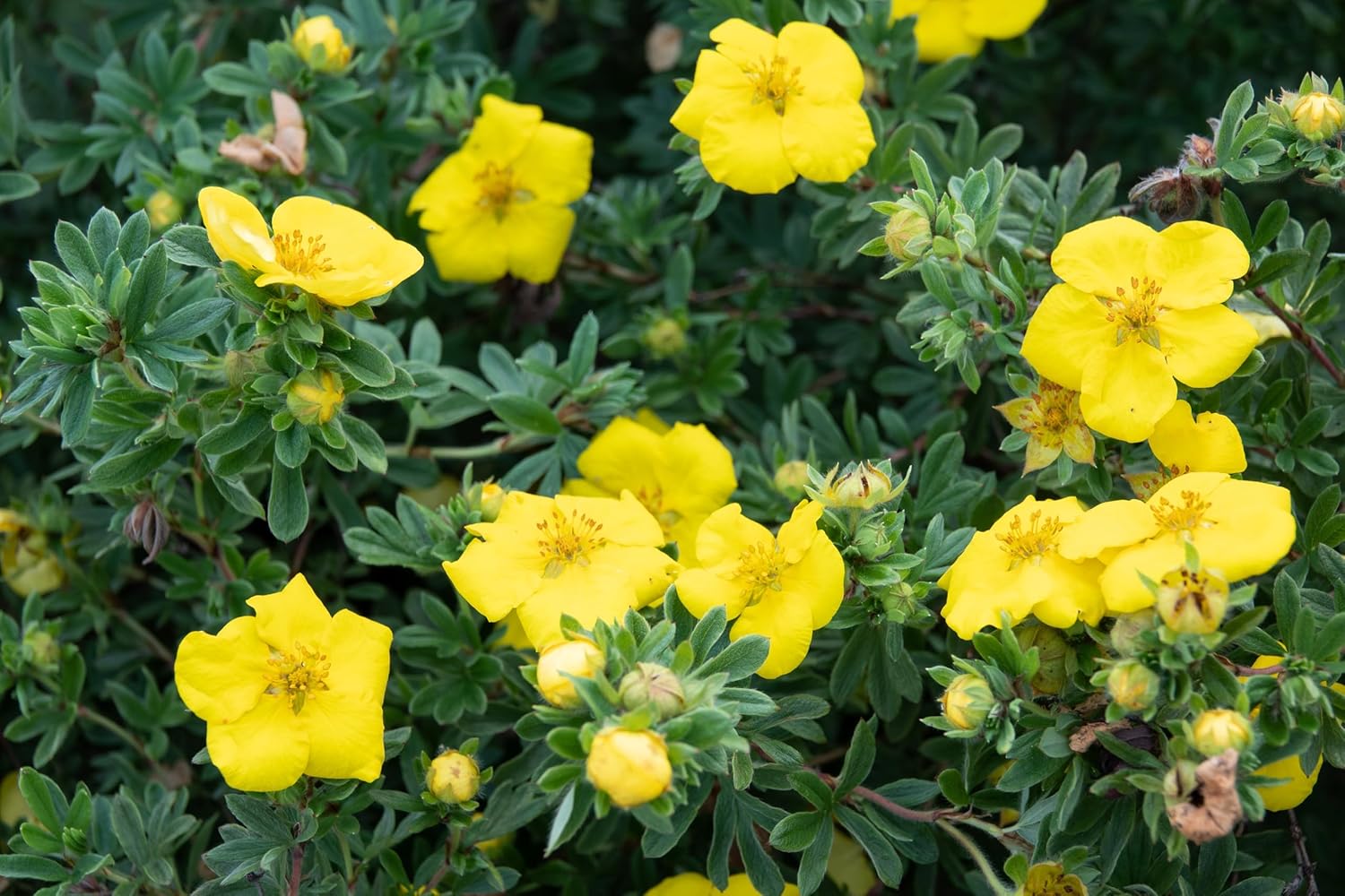 Potentilla fruticosa 'Kobold' / Gelber Fingerstrauch