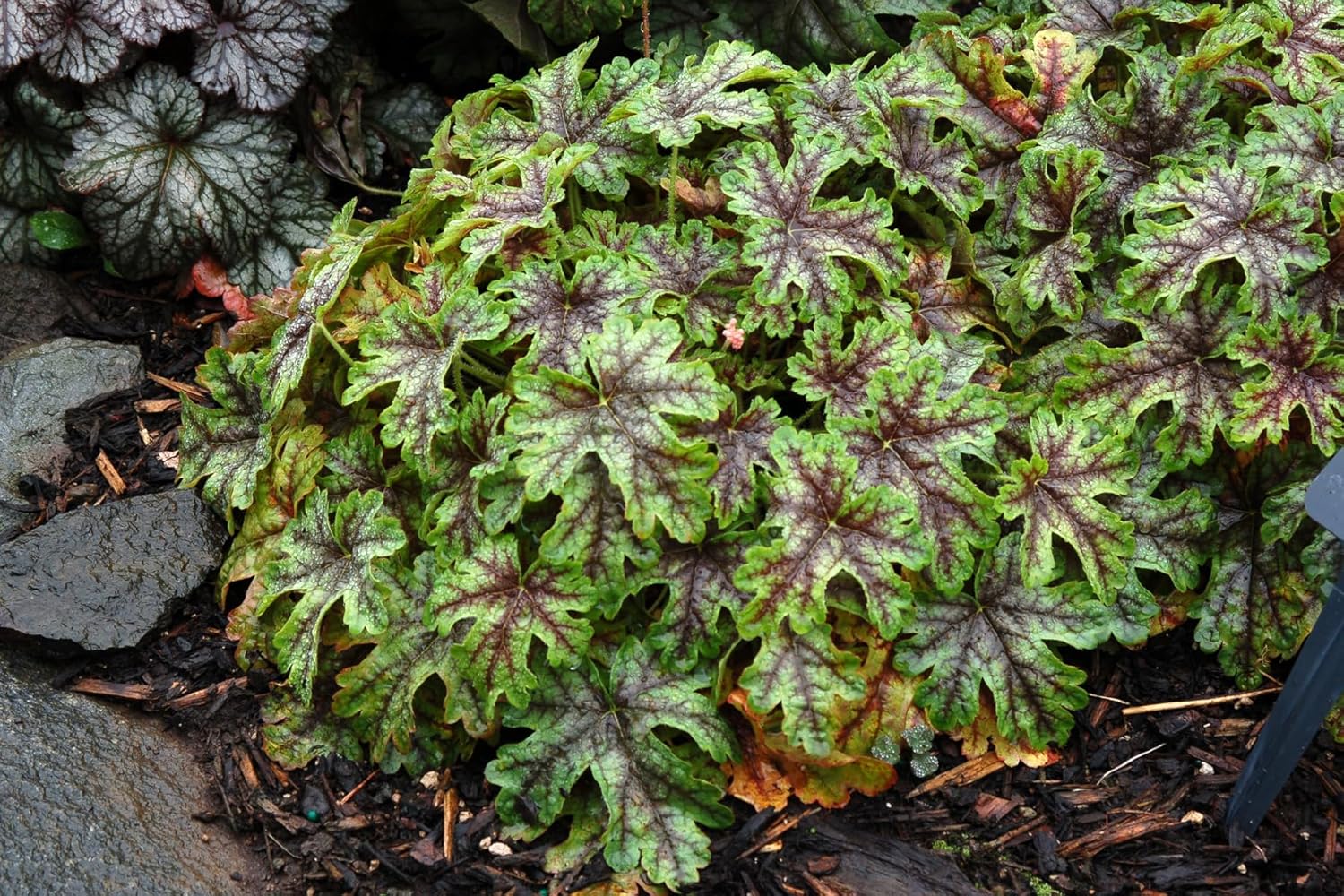Heucherella Hybride 'Tapestry' / Purpurglöckchen