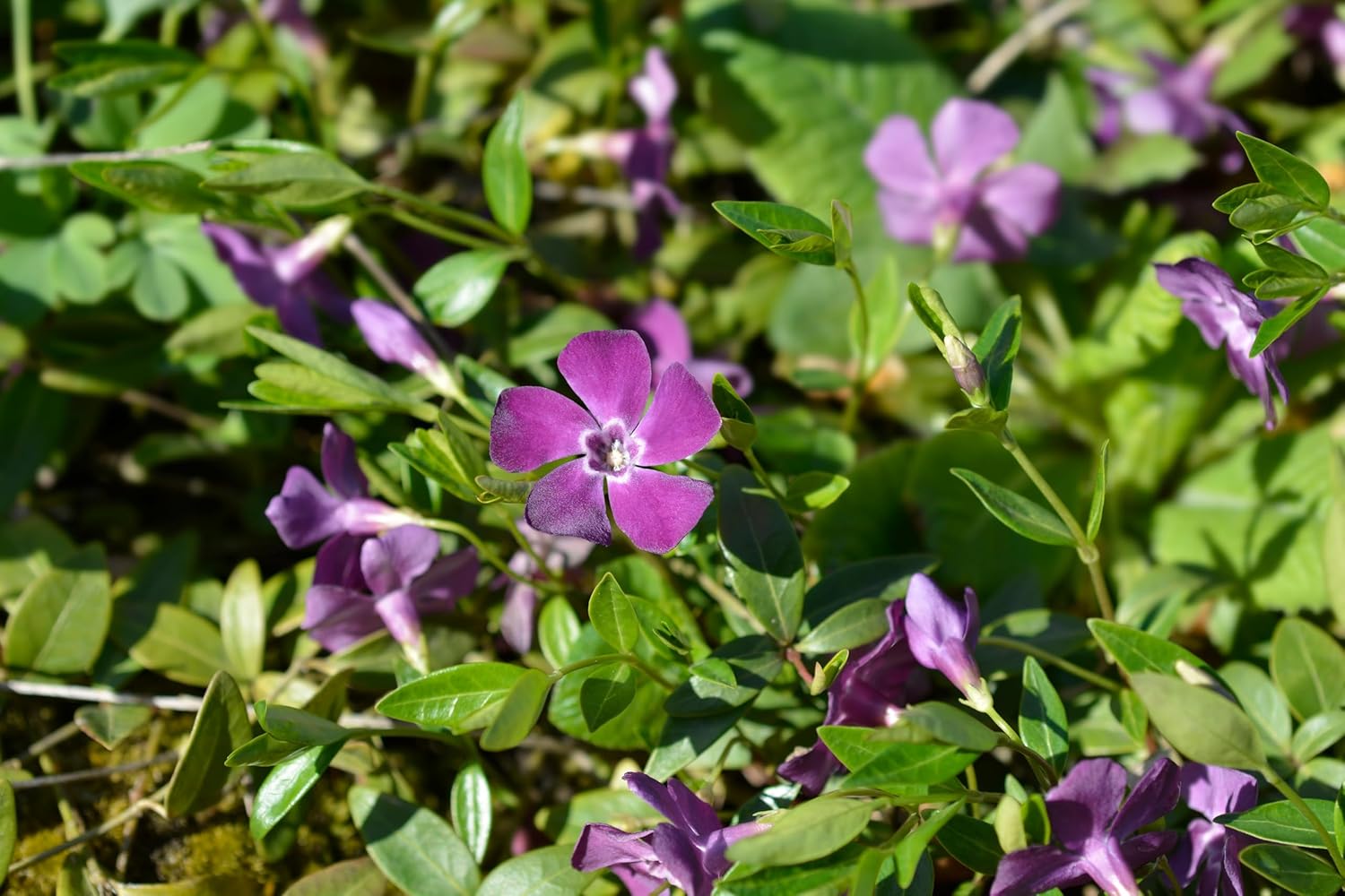 Vinca minor 'Rubra' / 'Atropurpurea'/ Kleines Immergrün