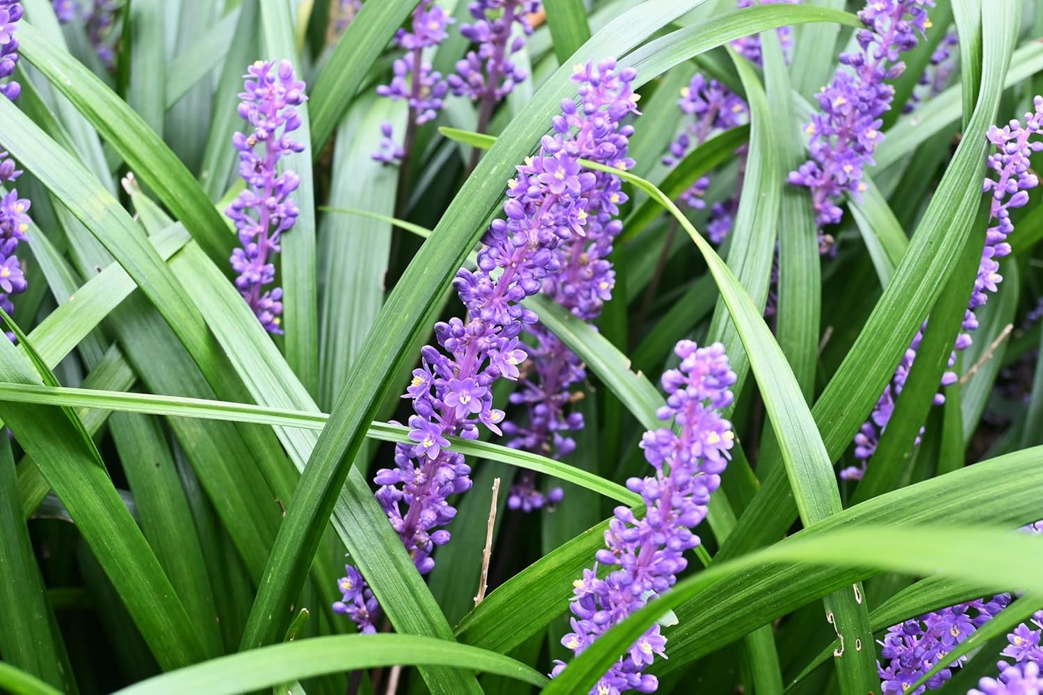 Liriope muscari 'Big Blue' / Lilientraube