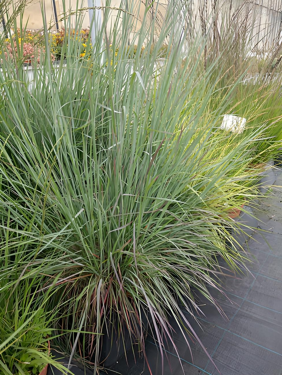 Schizachyrium scoparium 'Blue Heaven’ / Kleines Präriegras