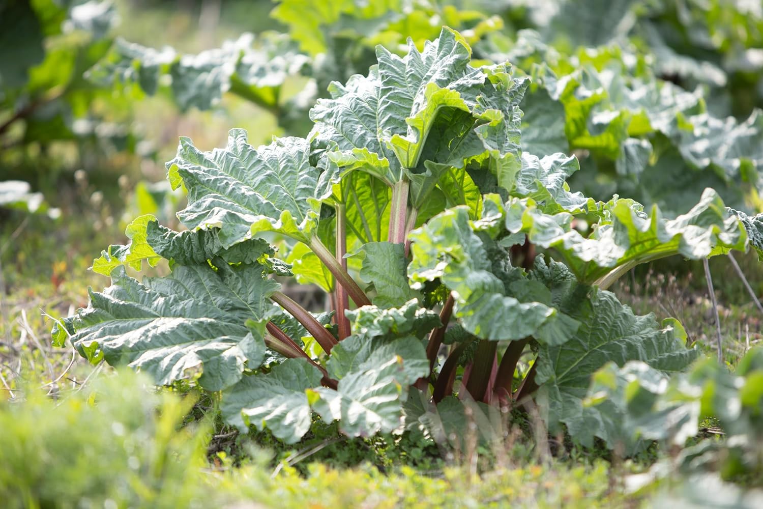 Rheum rhabarbarum 'Sutton's Seedles‘ / Rhabarber
