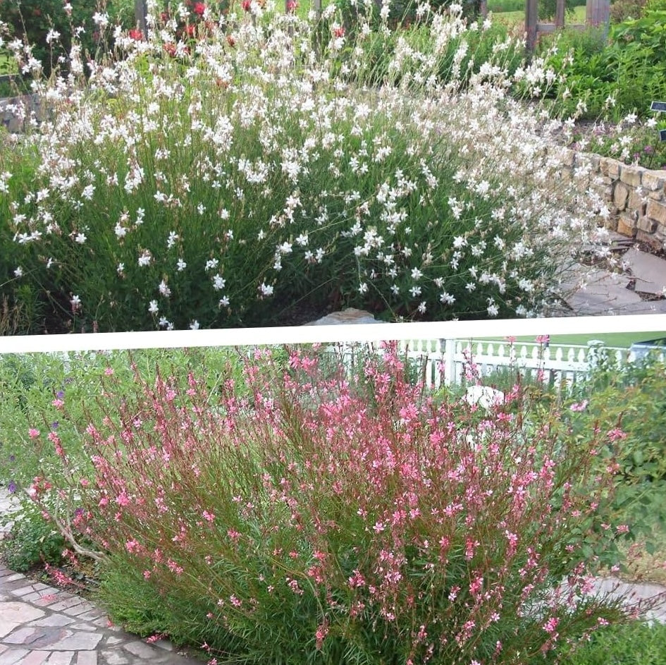 2 x Gaura lindheimeri Kollektion / Rosa und Weiße Prachtkerze