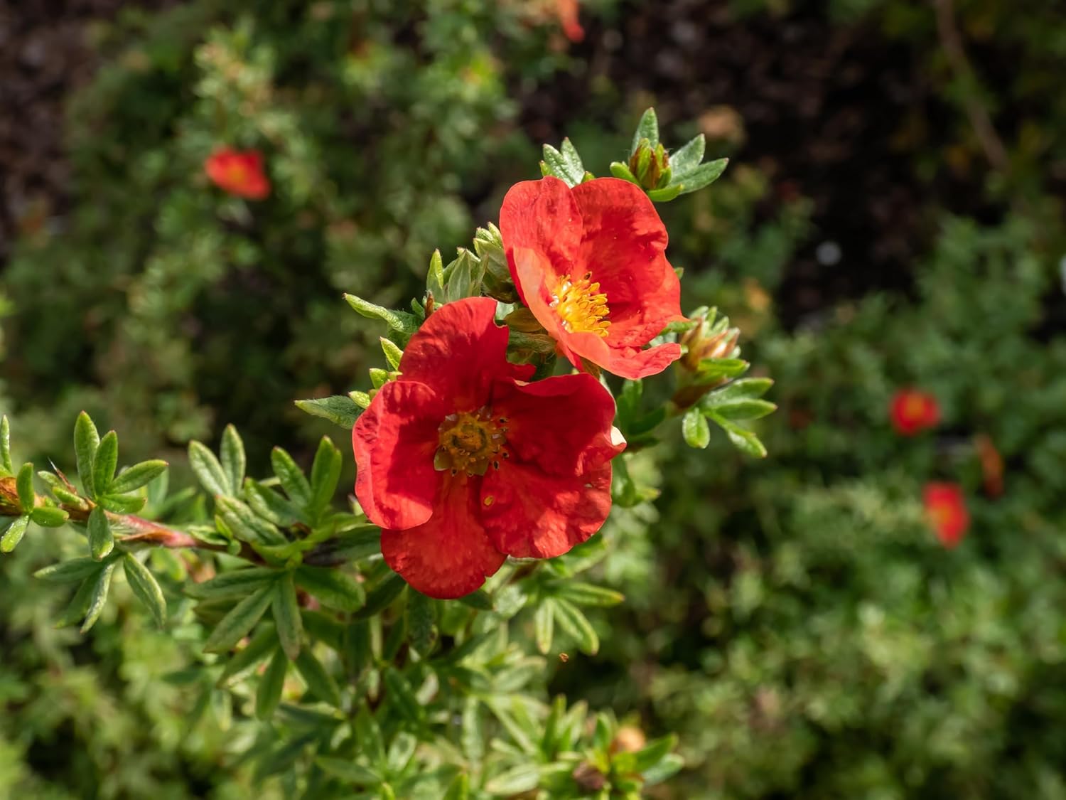 Potentilla fruticosa 'Red Ace' / Roter Fingerstrauch