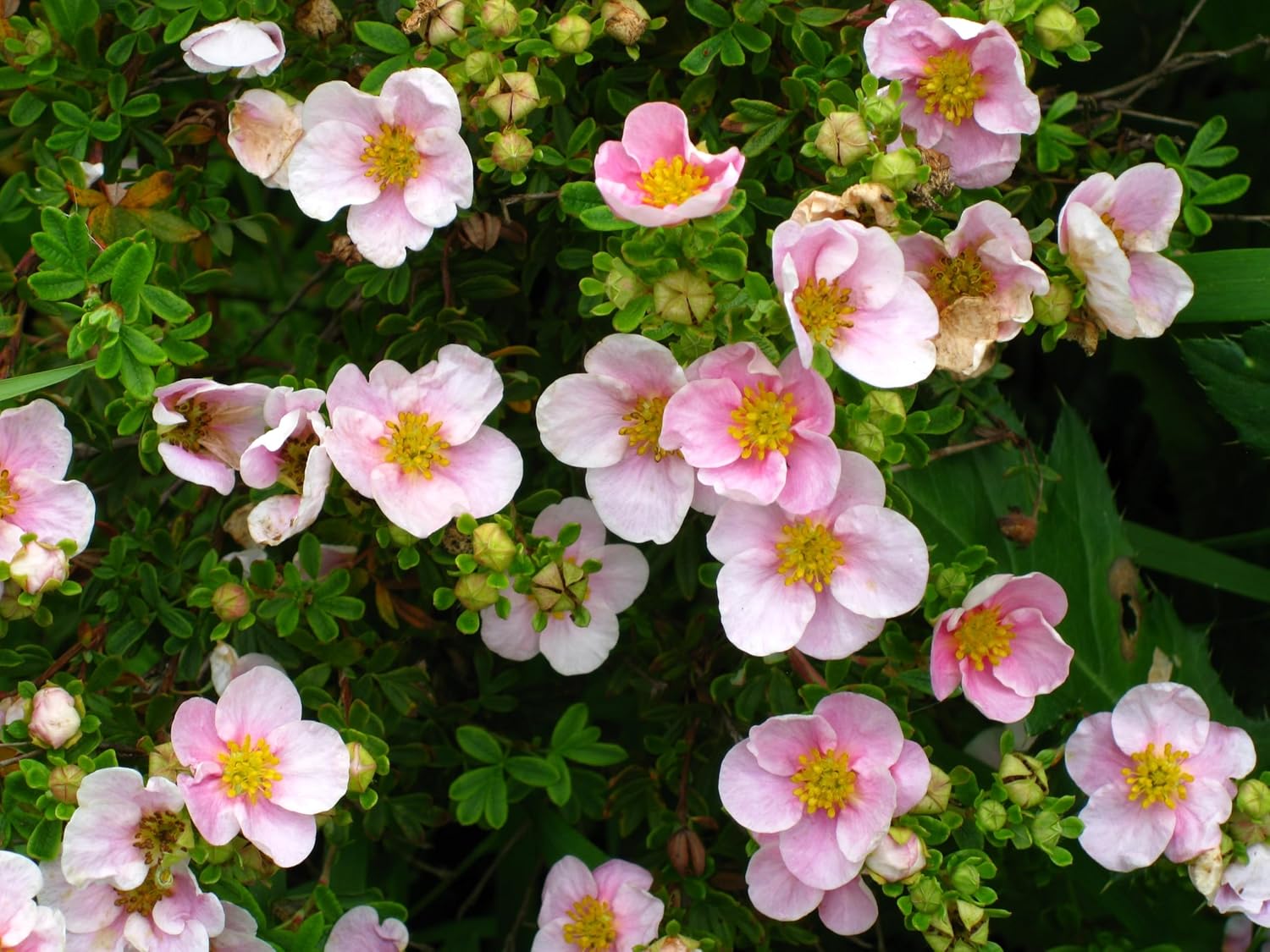 Potentilla fruticosa 'Pink Queen' / Rosa Fingerstrauch