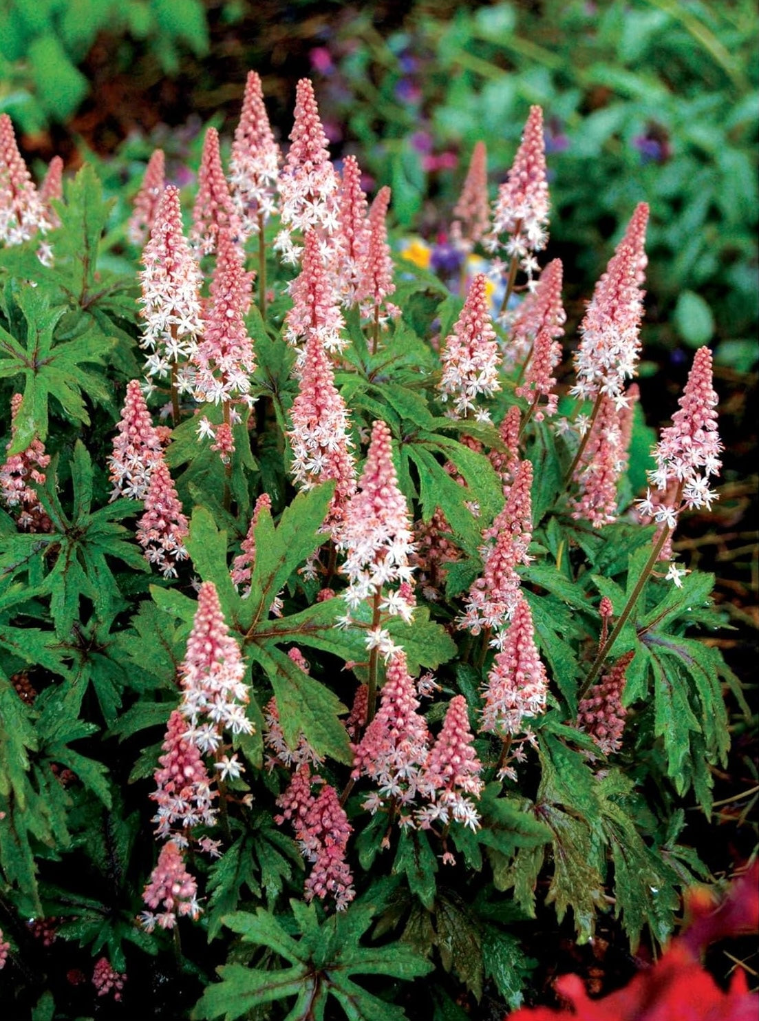 Tiarella Hybride 'Pink Skyrocket' / Schaumblüte