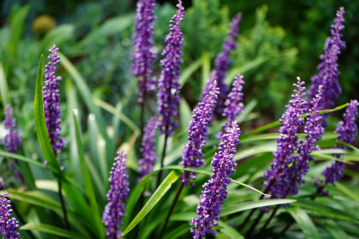Liriope muscari 'Moneymaker' / Lilientraube