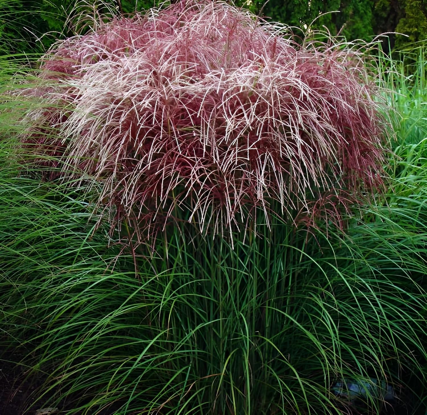 Miscanthus sinensis 'Versammlung' / Rotes Chinaschilf