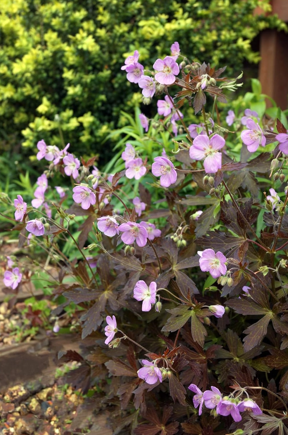 Geranium maculatum 'Espresso' / Dunkelblättriger Storchschnabel
