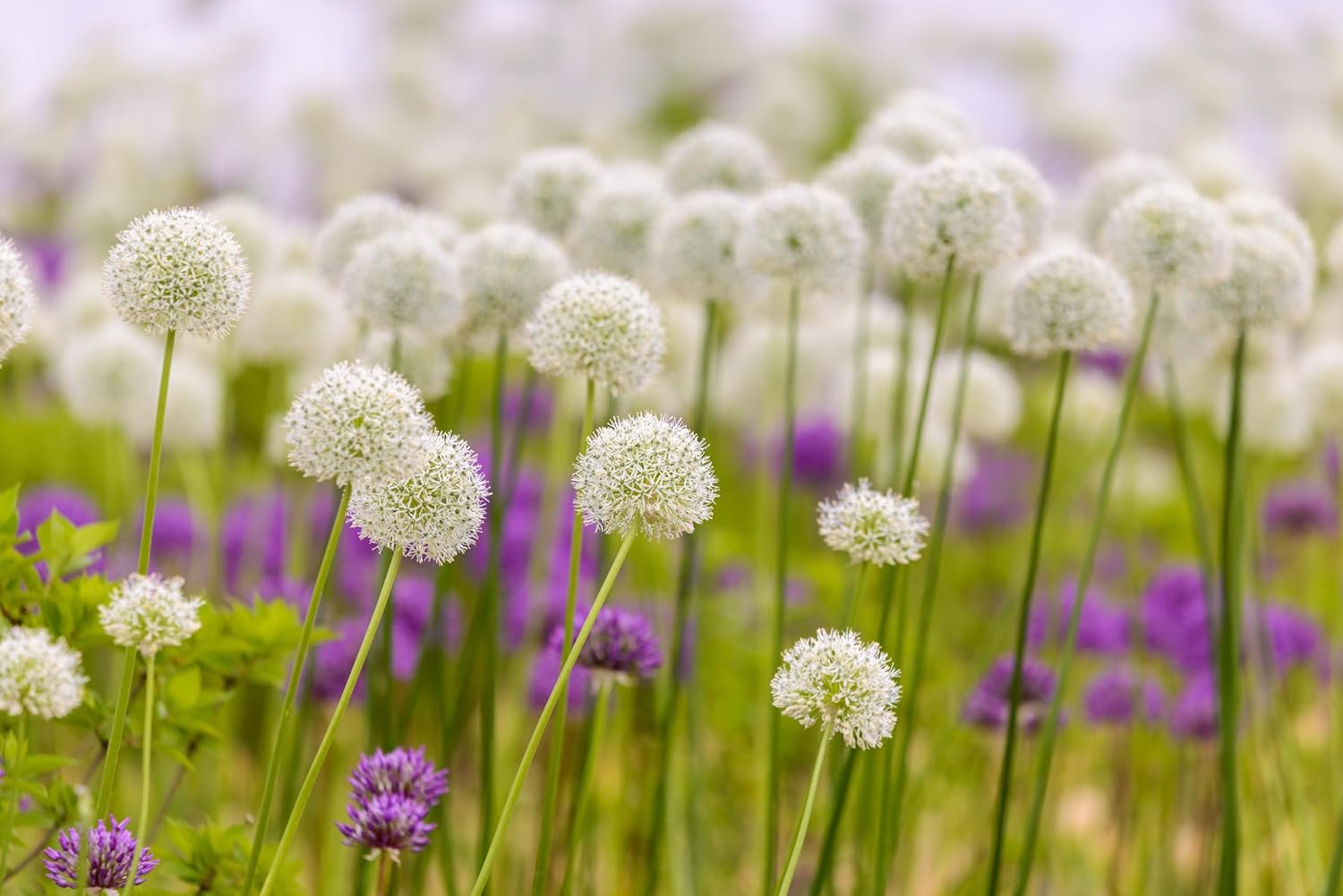 Allium ‚Mount Everest' / Zierlauch