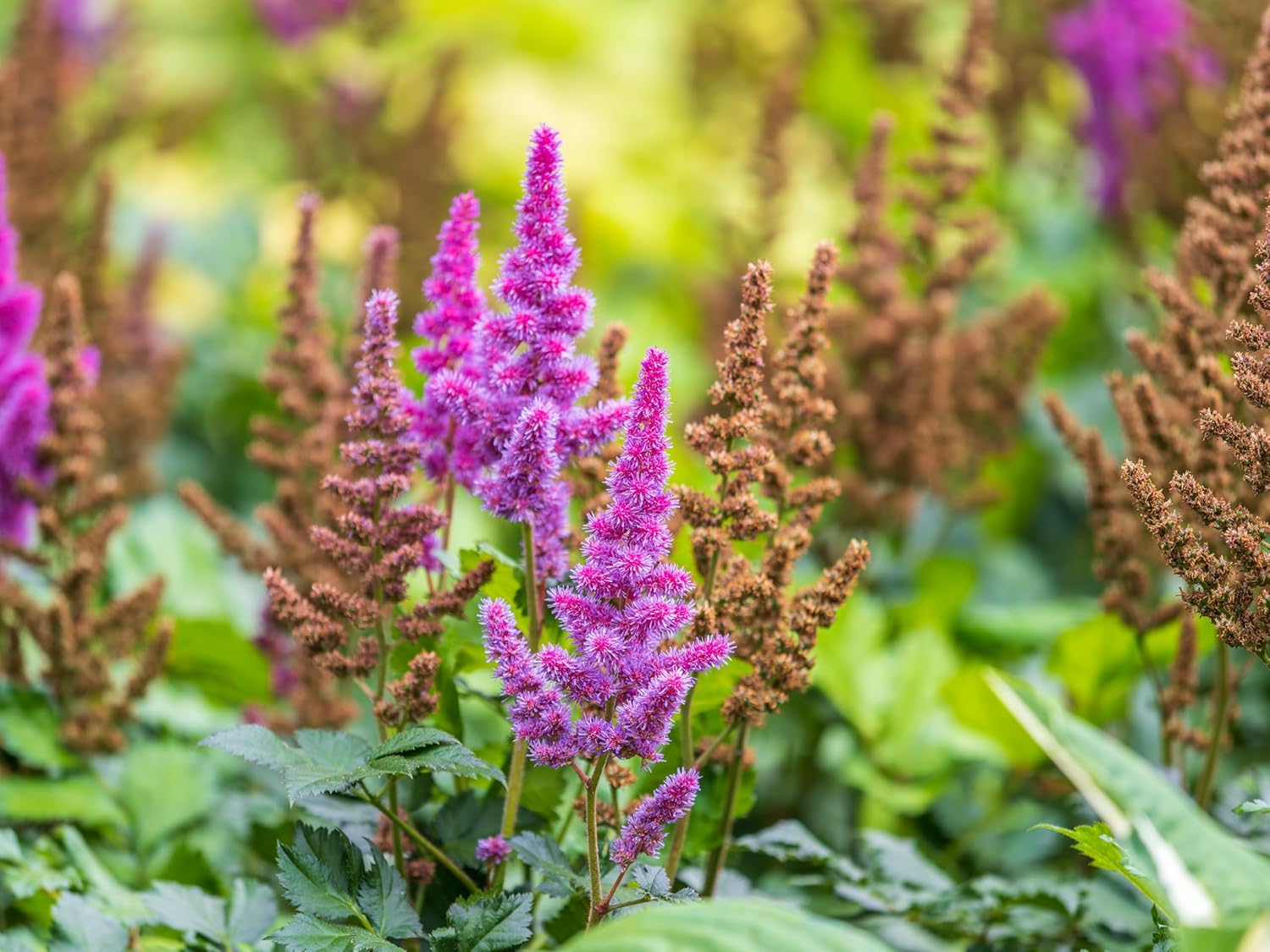 Astilbe chinensis pumila / Zwerg Prachtspiere