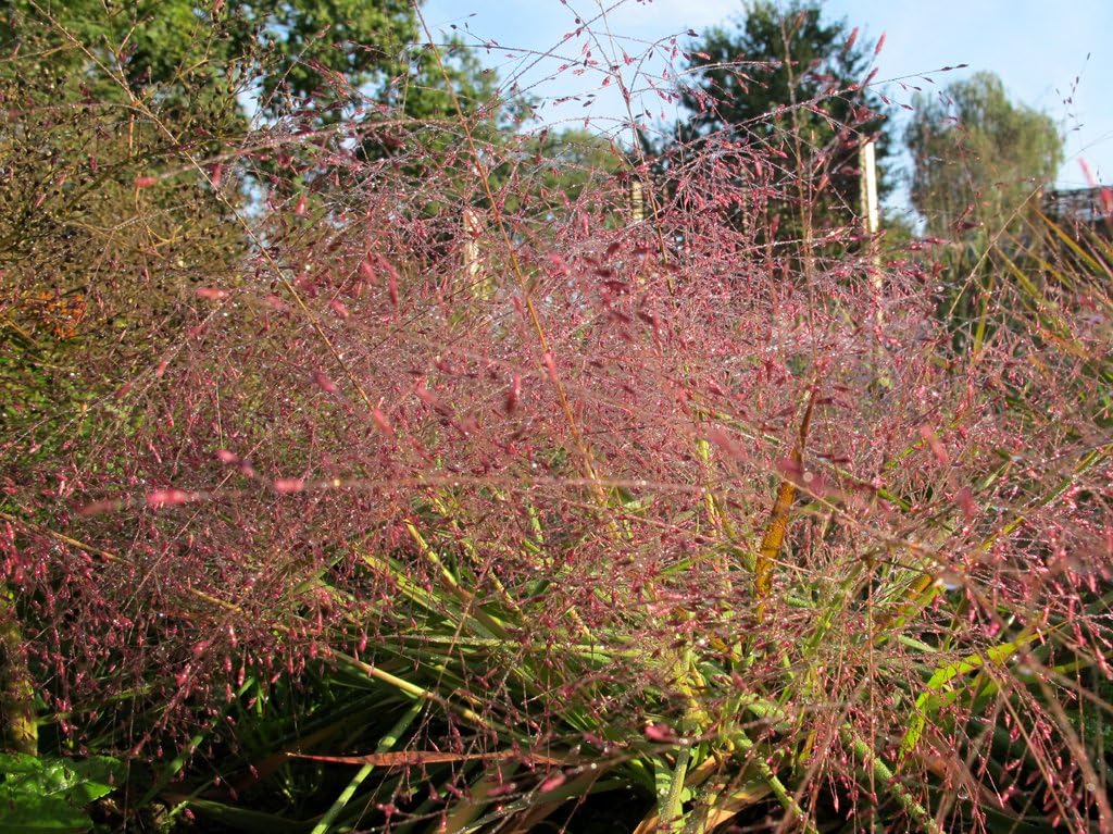 Eragrostis spectabilis / Purpur Liebesgras