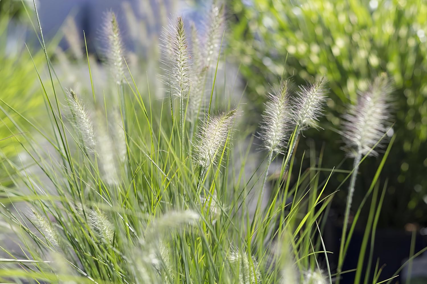 Pennisetum alopecuroides 'Little Honey' / Zwerg Lampenputzergras