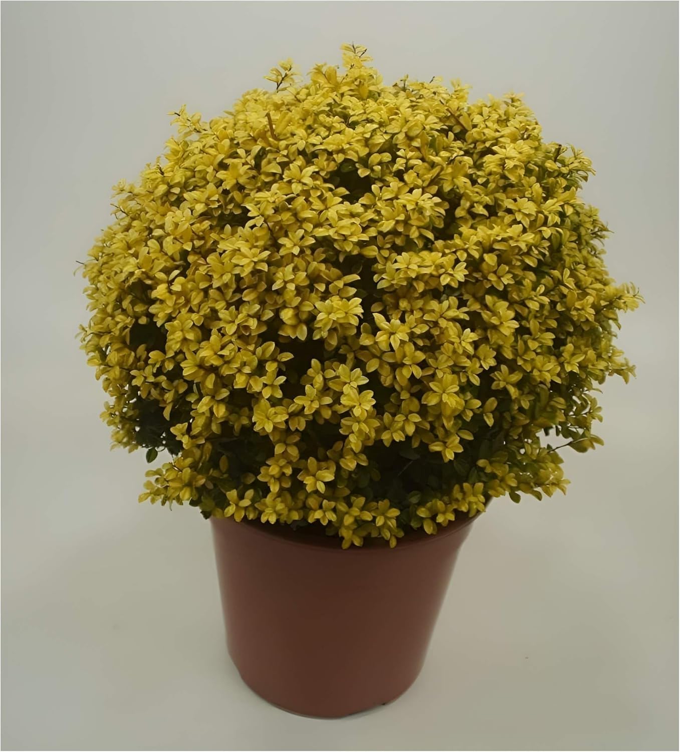 Ilex crenata 'Golden Gem‘ Kugel 30-40 cm / Gelber Berg Ilex
