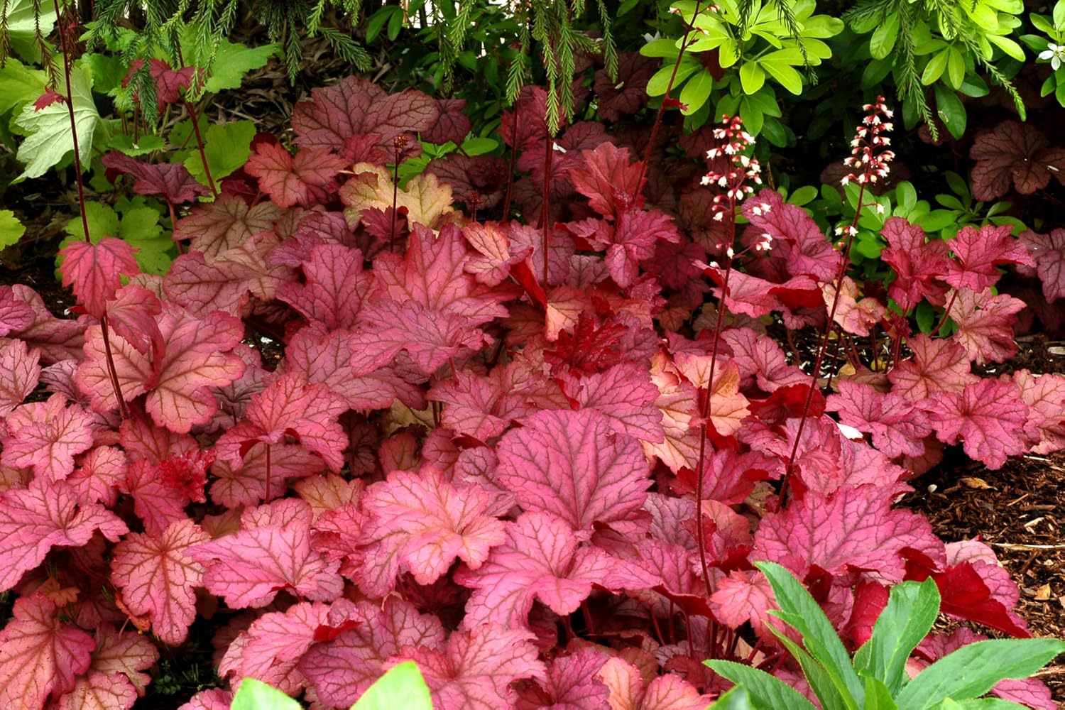 Heuchera Hybride 'Berry Smoothie' / Purpurglöckchen
