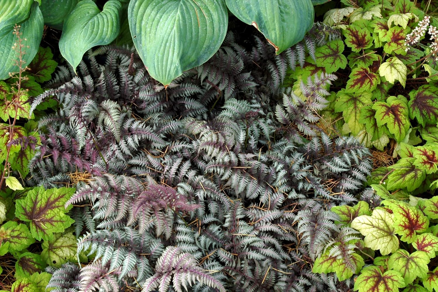 Athyrium niponicum ‚Burgundy Lace' / Regenbogenfarn