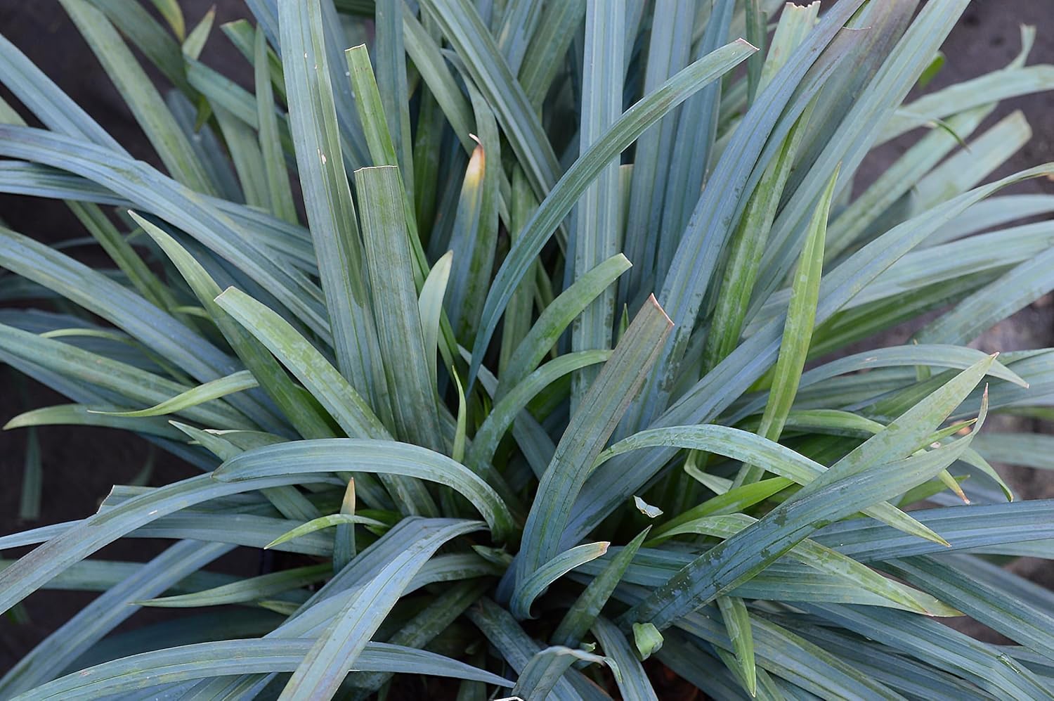 Carex laxiculmis 'Bunny Blue' / Segge