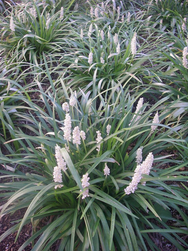 4 x Liriope muscari Kollektion / Lilientraube