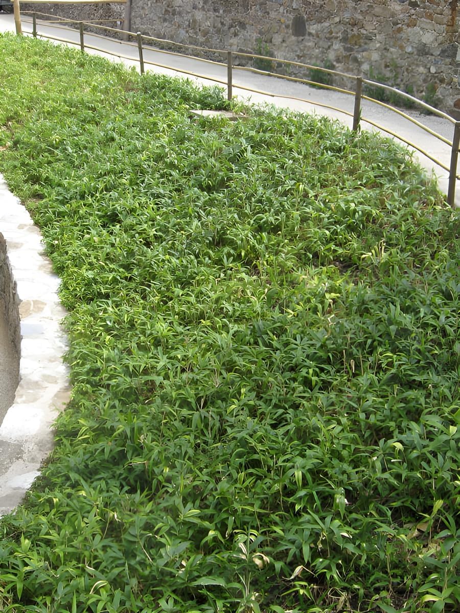 Pleioblastus pumilus / Zwerg-Bambus