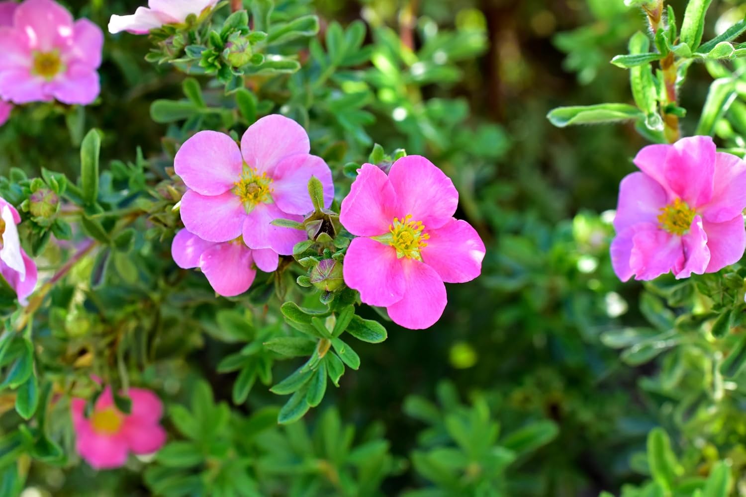 Potentilla fruticosa 'Pink Queen' / Rosa Fingerstrauch
