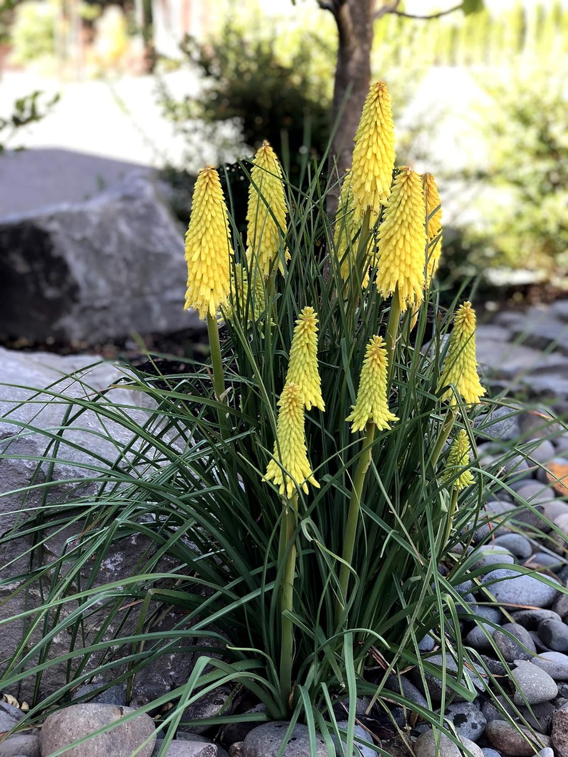 3 x Kniphofia Kollektion / Fackellilie Tritome