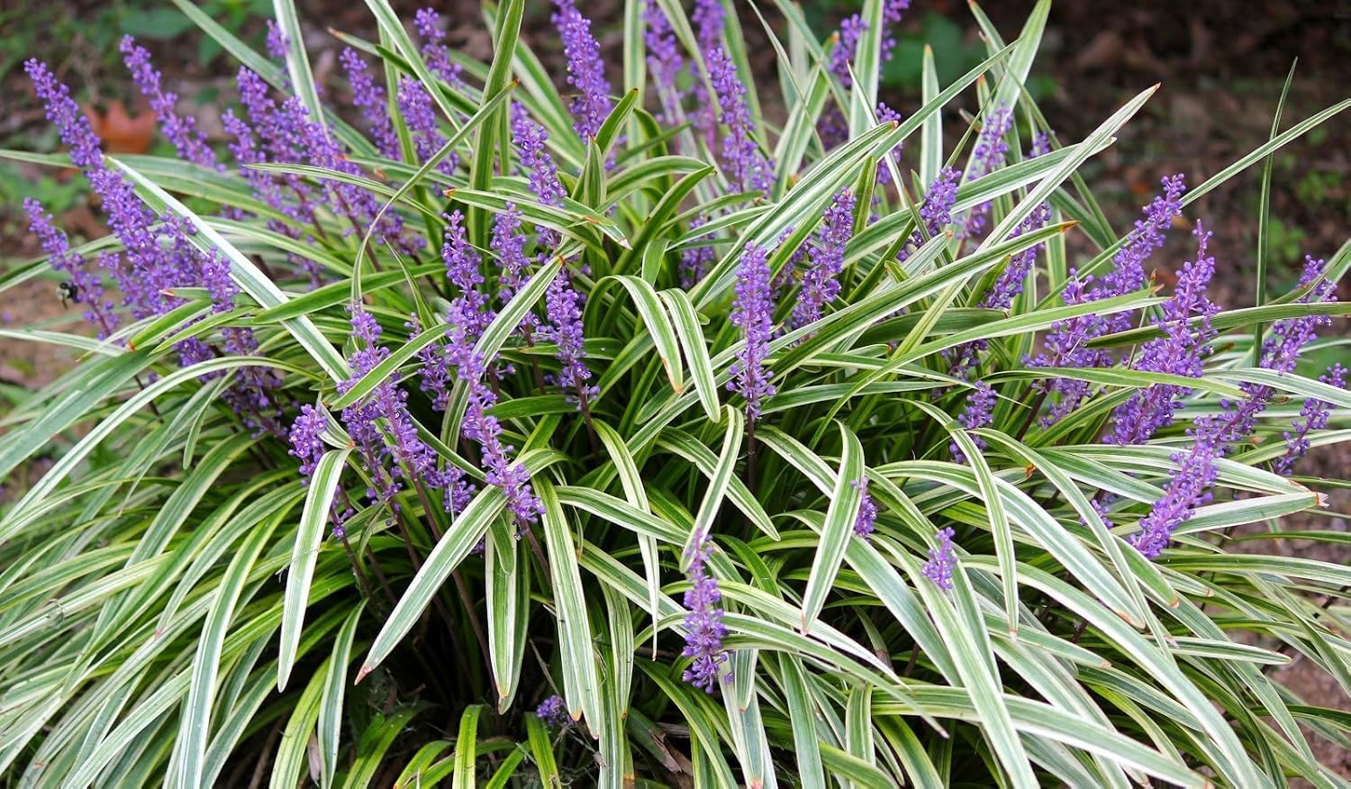 Liriope muscari 'Variegata' / Bunte Lilientraube