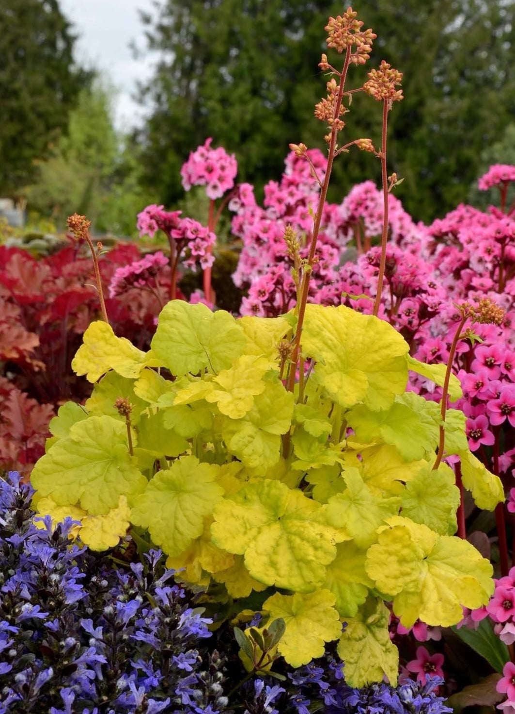 Heuchera Hybride 'Sweet Tart' / Purpurglöckchen