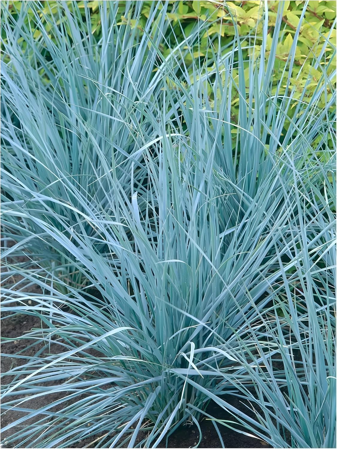 3 x Sylter Strandziergras Kollektion - Drei Gräser, die den Wind der Küste bringen