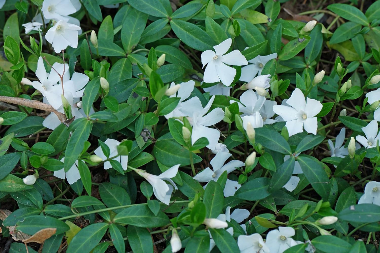 Vinca minor 'Alba' / Kleines Immergrün