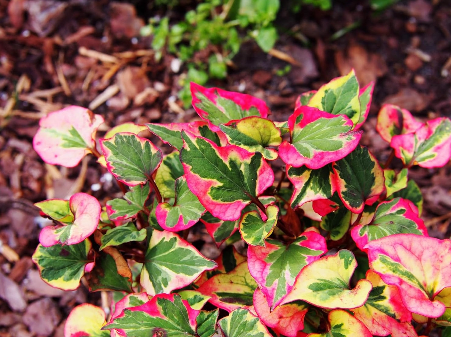 Houttuynia cordata 'Chameleon' / Bunter Eidechsenschwanz
