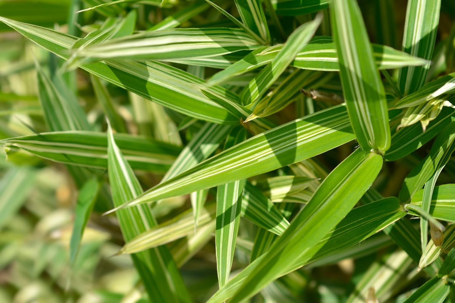 Pleioblastus 'Variegatus' / Bunter Zwergbambus