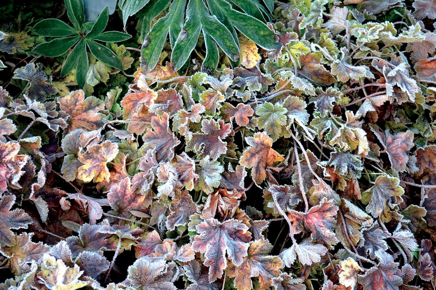Heucherella Hybride 'Solar Power' / Purpurglöckchen