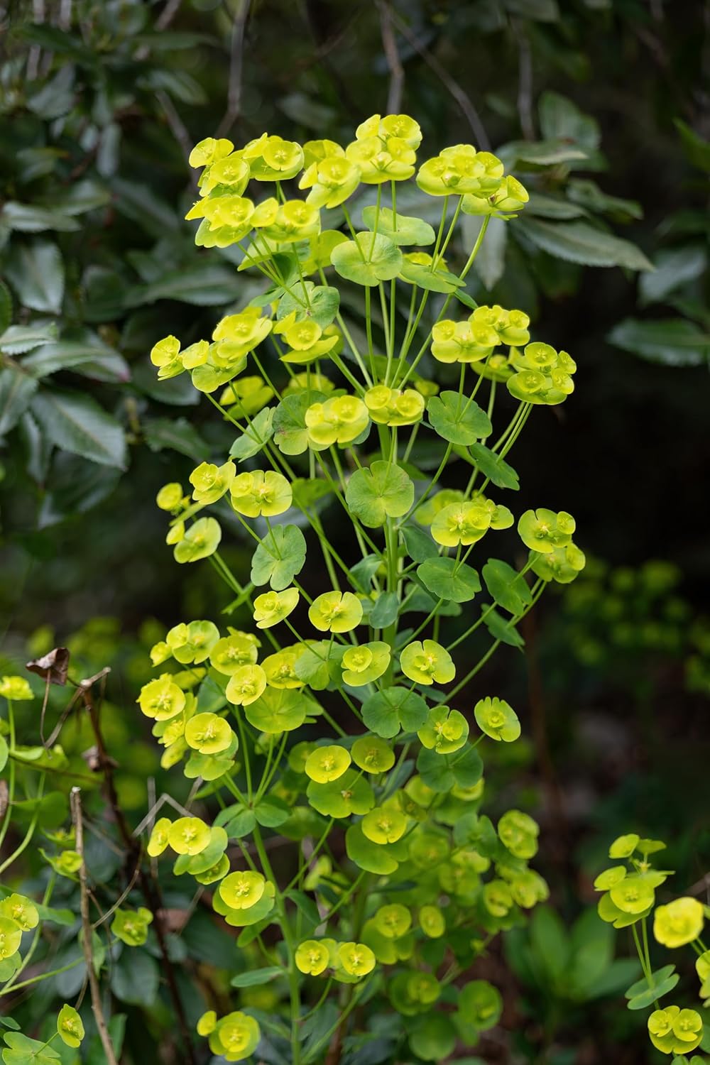 Euphorbia amygdaloides ssp. 'Robbiae' / Mandelblättrige Wolfsmilch