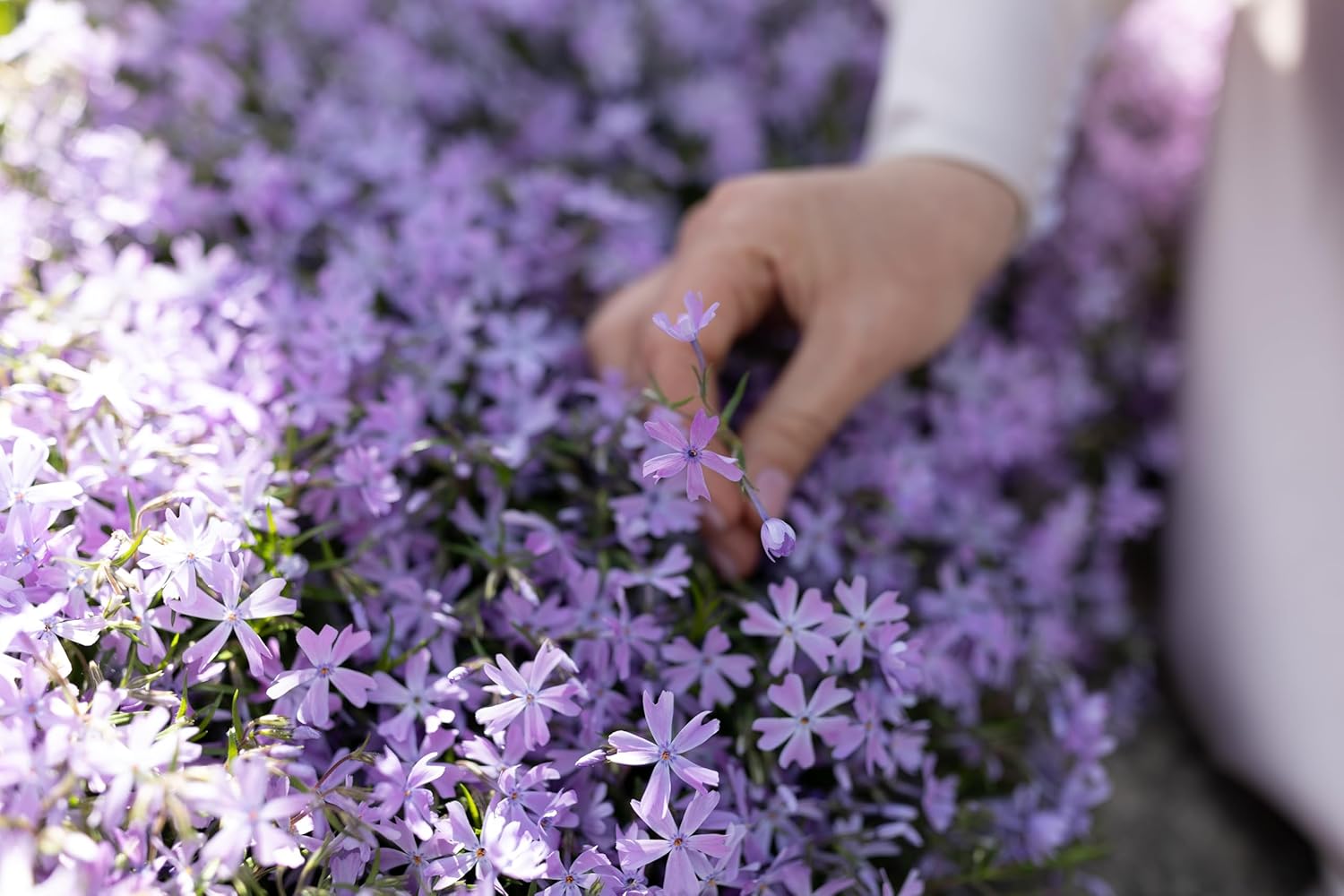 Phlox subulata 'Fabulous Blue Violet' / Blauer Polster-Phlox