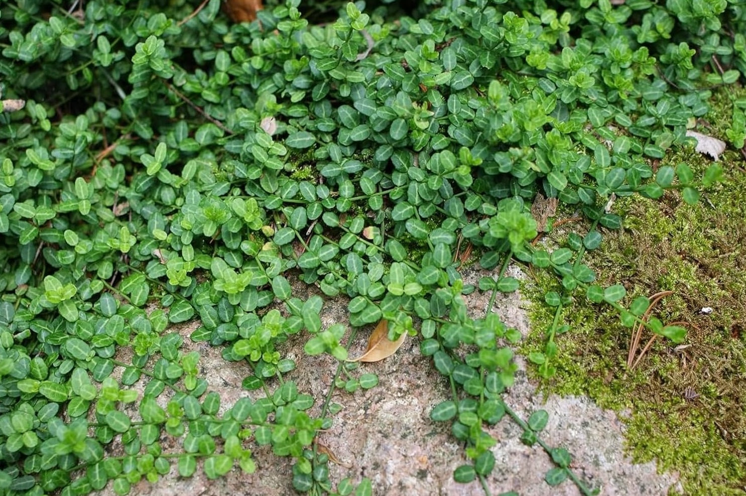 Euonymus fortunei ’Minimus‘ / Kleinblättrige Teppichspindel