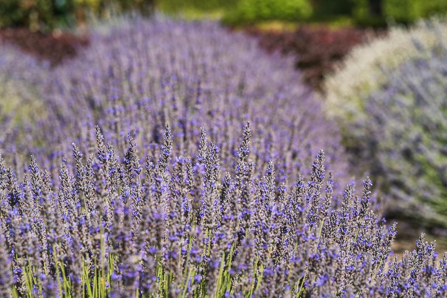 Lavandula angustifolia 'Munstead' / Echter Lavendel