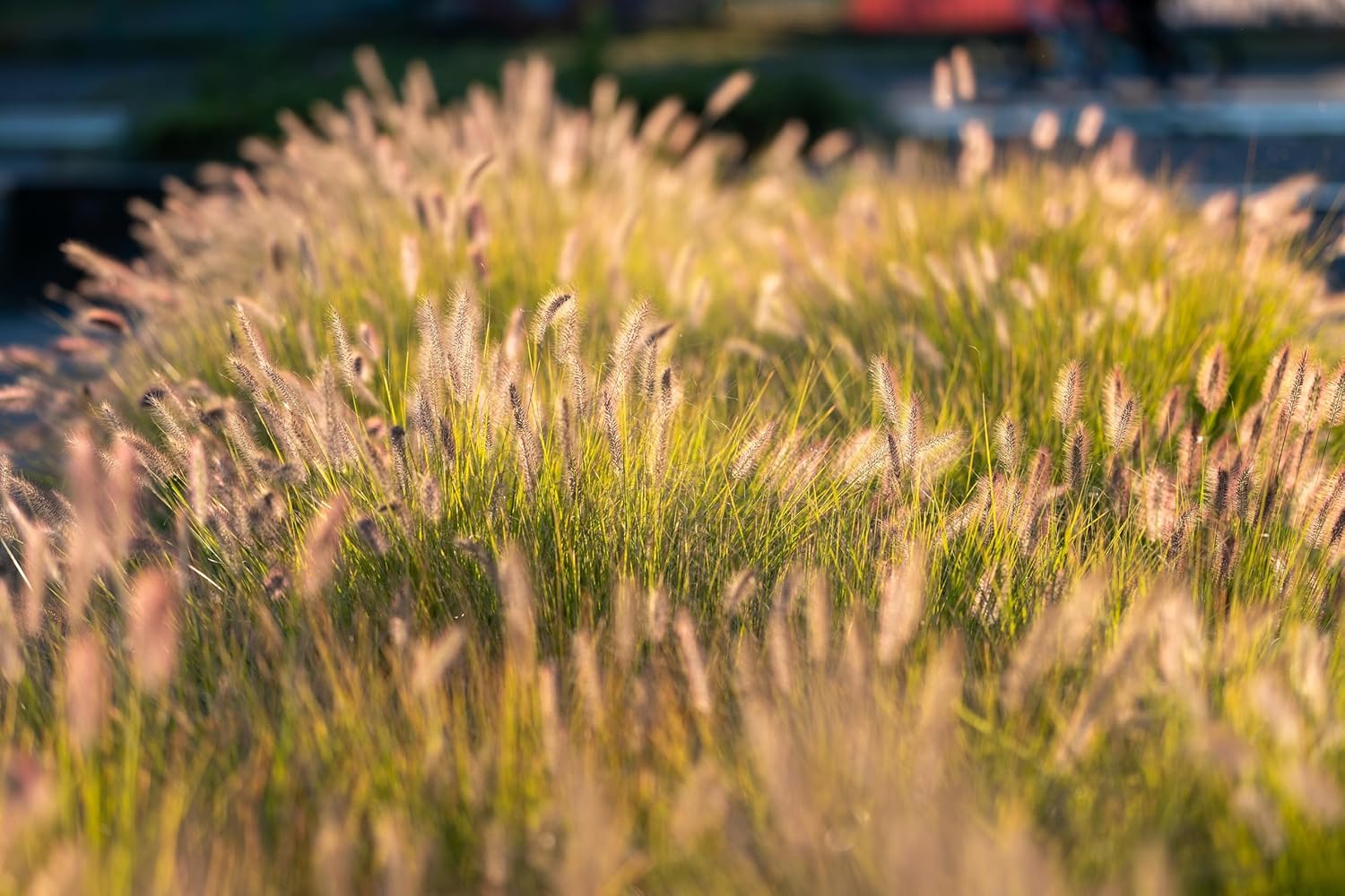 Pennisetum alopecuroides ‚Gelbstiel' / Lampenputzergras