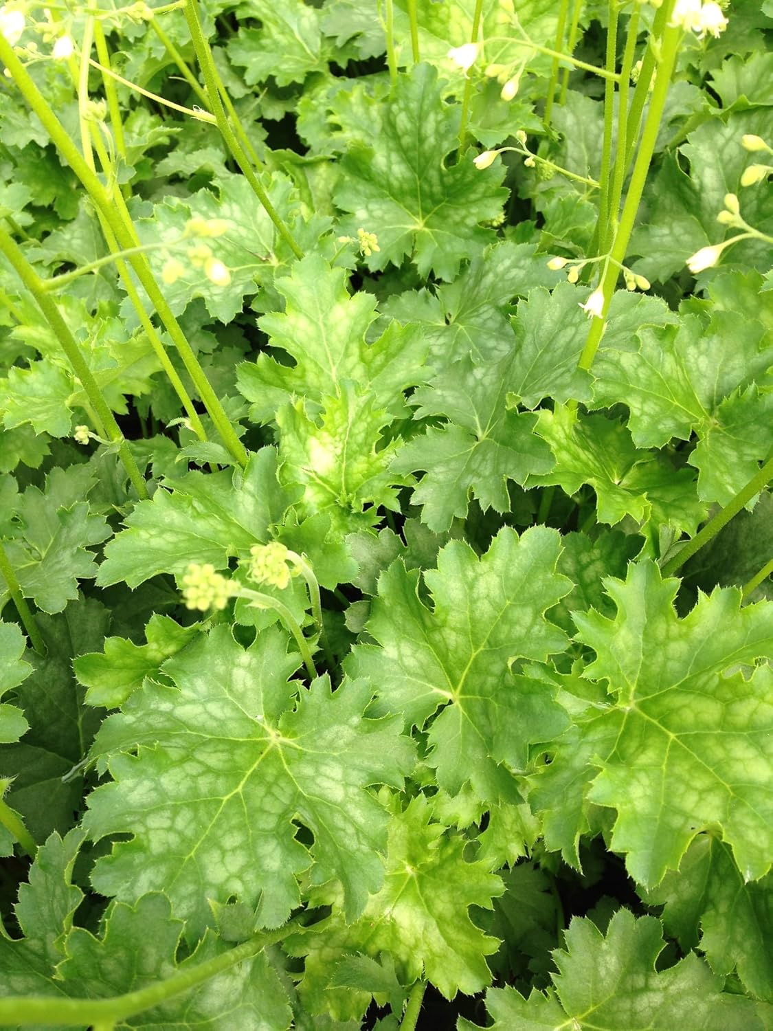 Heuchera Hybride 'Apple Crisp' / Purpurglöckchen