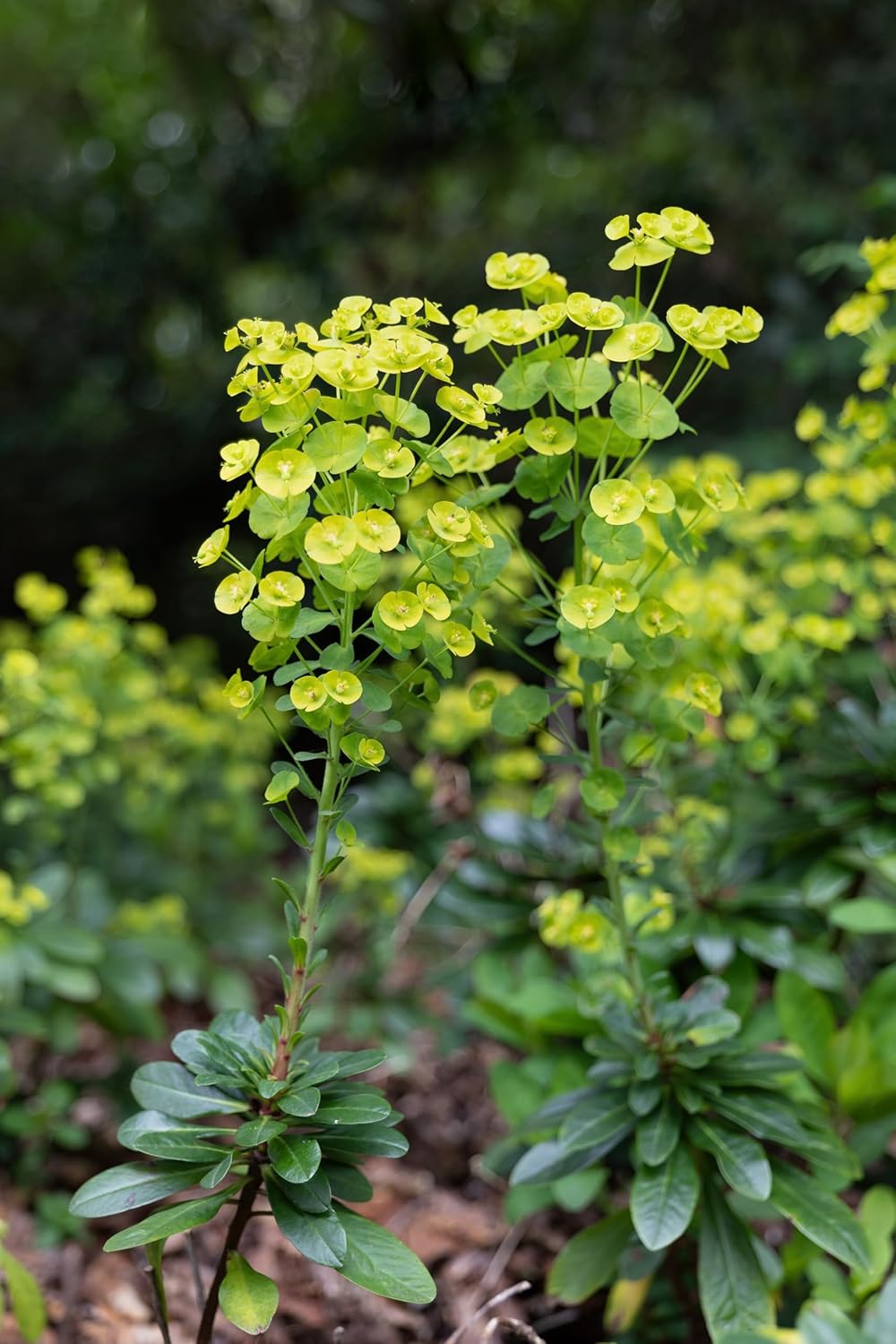 Euphorbia amygdaloides ssp. 'Robbiae' / Mandelblättrige Wolfsmilch