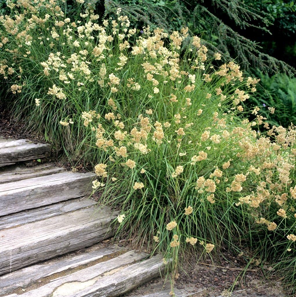 Luzula nivea / Schnee-Marbel