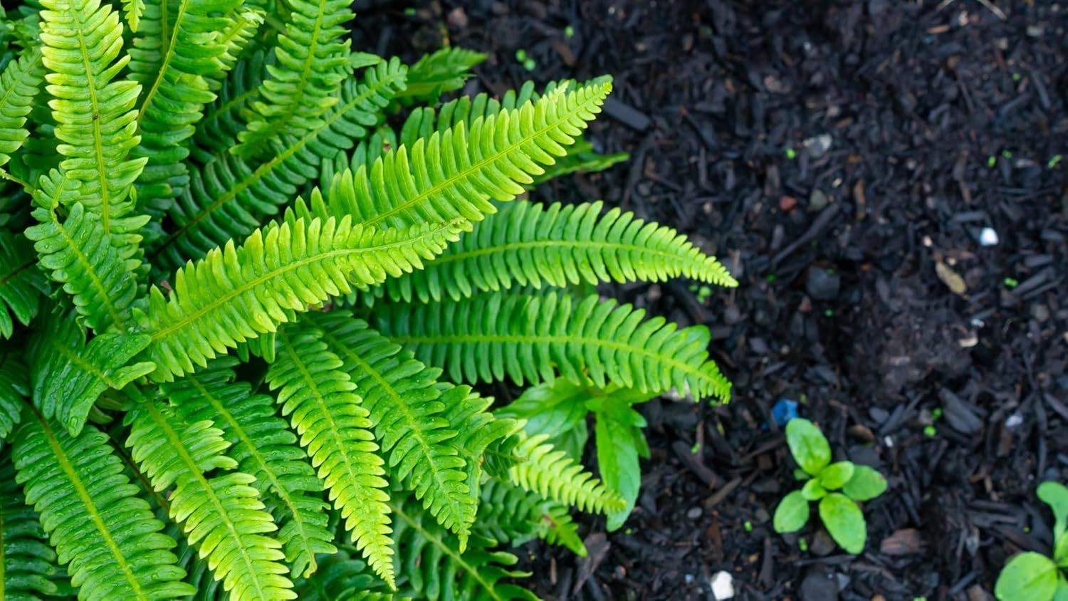 Blechnum spicant / Rippenfarn