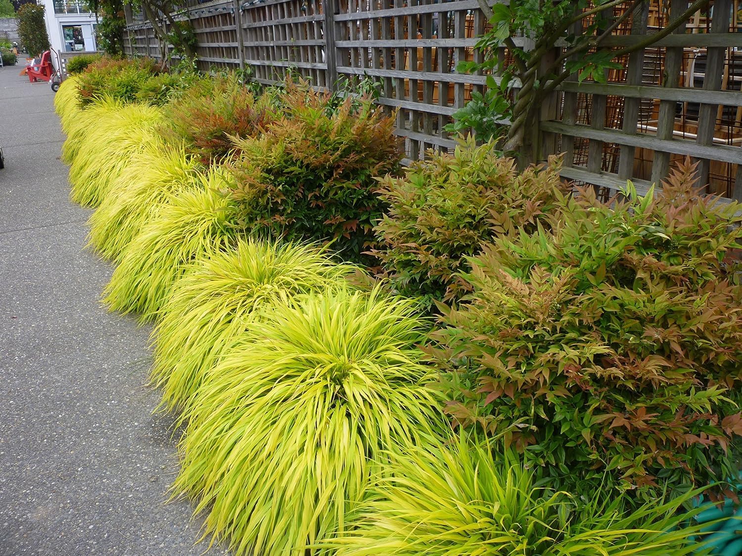 Hakonechloa macra 'All Gold' / Japanisches Gold Berggras