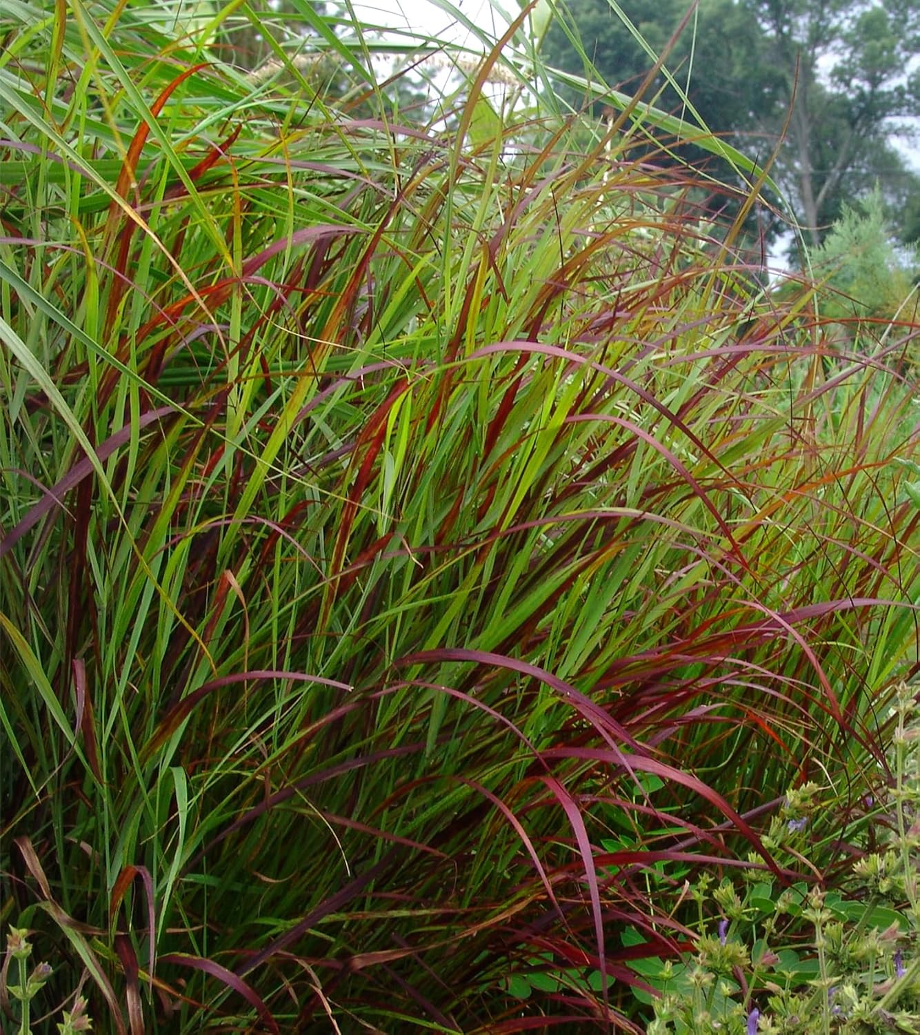 Panicum virgatum 'Shenandoah' / Rote Rutenhirse