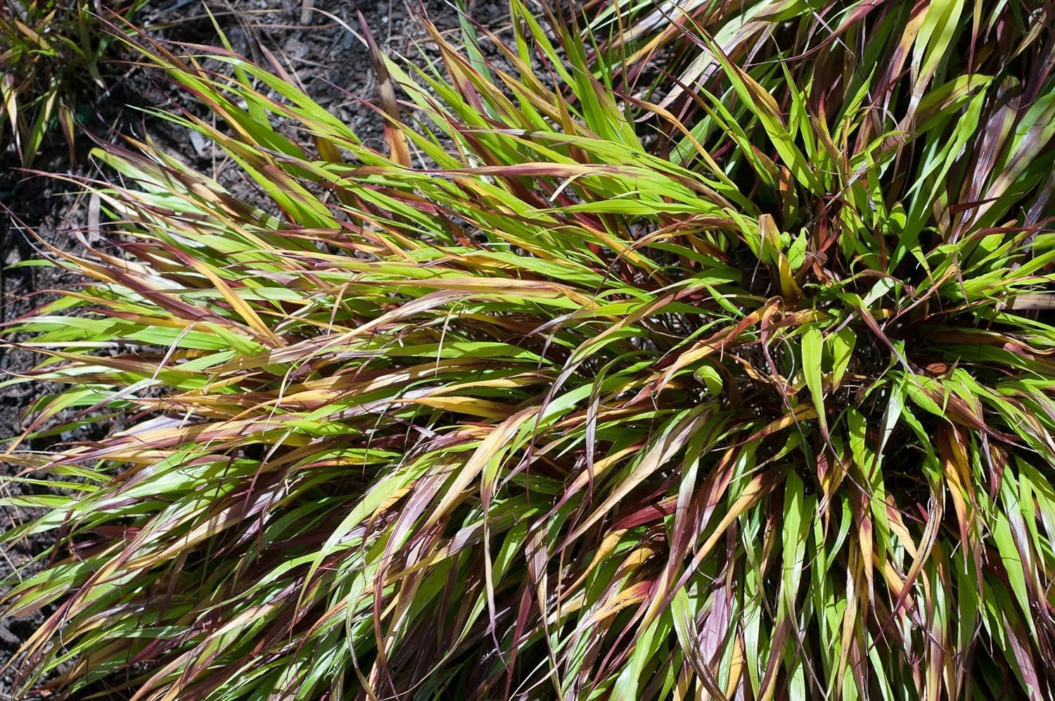 Hakonechloa macra 'Nicolas' / Japanisches Berggras